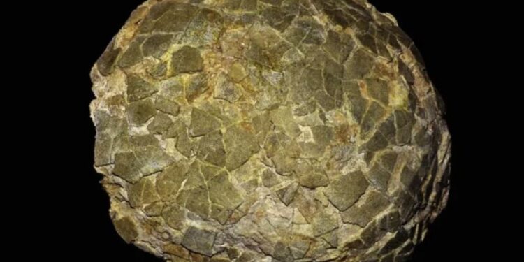 Hallazgo en la Patagonia: científicos desenterraron huevos de dinosaurios gigantes y revelaron el lugar donde los incubaban