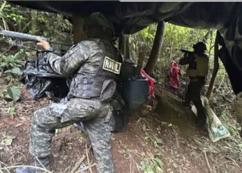 FFAA aseguran 11,000 arbustos de supuesta hoja de coca en Iriona, Colón