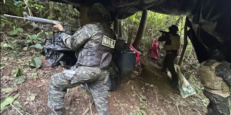 FFAA aseguran 11,000 arbustos de supuesta hoja de coca en Iriona, Colón