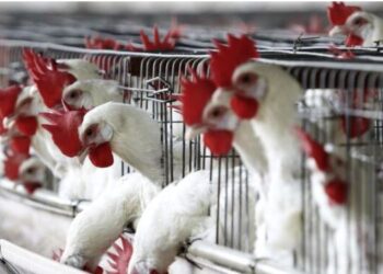 Uruguay declara la emergencia sanitaria por gripe aviar y restringe el movimiento de aves