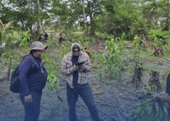 FEMA investiga tala ilegal de 200 árboles en Puerto Cortés