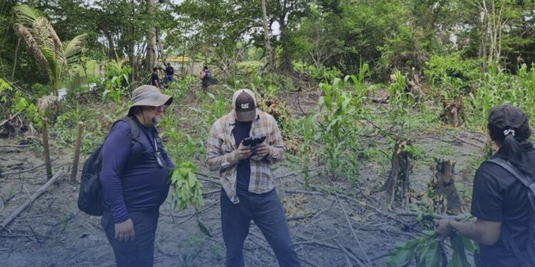 FEMA investiga tala ilegal de 200 árboles en Puerto Cortés