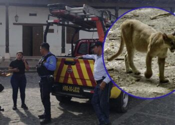 Autoridades municipales van tras la pista de un puma que ya se comió un ternero en Ojojona, FM
