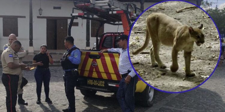 Autoridades municipales van tras la pista de un puma que ya se comió un ternero en Ojojona, FM