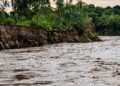 ¡Amenaza en  Chamelecón! Fuerte crecida del río socava bordo y enciende las alarmas