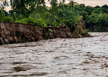 ¡Amenaza en  Chamelecón! Fuerte crecida del río socava bordo y enciende las alarmas