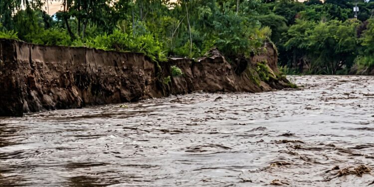 ¡Amenaza en  Chamelecón! Fuerte crecida del río socava bordo y enciende las alarmas