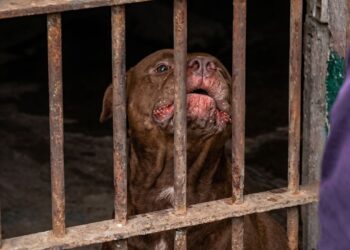 ¡Hoy no está tan mansito! Encarcelado y sin un refugio que quiera aceptarlo, permanece Zeus, tras matar a su amo