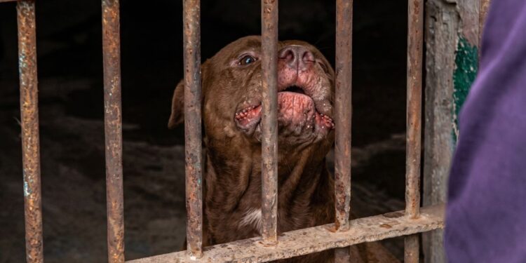 ¡Hoy no está tan mansito! Encarcelado y sin un refugio que quiera aceptarlo, permanece Zeus, tras matar a su amo