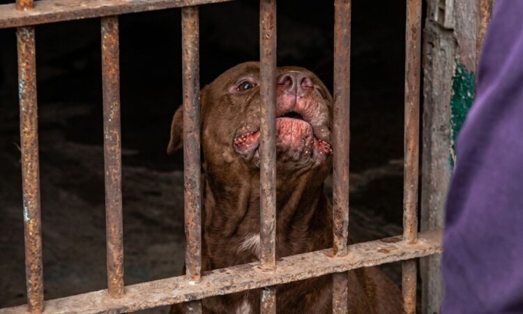 ¡Hoy no está tan mansito! Encarcelado y sin un refugio que quiera aceptarlo, permanece Zeus, tras matar a su amo