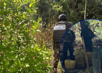 ¡No para la siembra! Localizan más de 16 mil arbustos de coca y narcolaboratorio en Colón