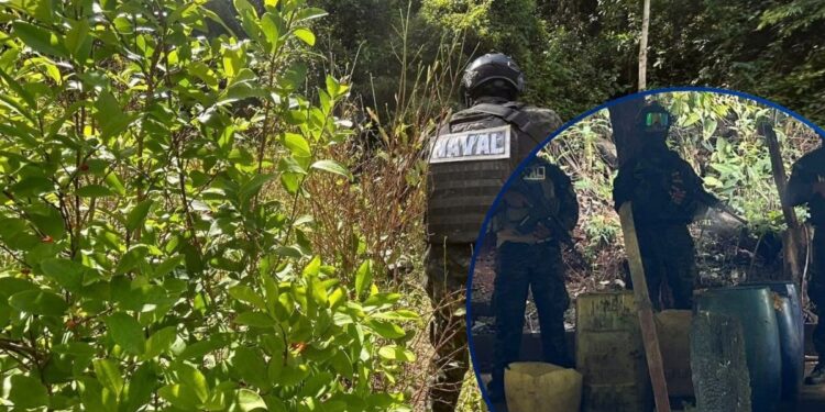 ¡No para la siembra! Localizan más de 16 mil arbustos de coca y narcolaboratorio en Colón