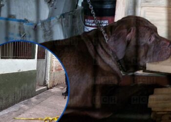 ¡Sigue en la casa! Zeus, el pitbull que mató a su amo, permanece en el lugar de la tragedia
