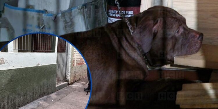 ¡Sigue en la casa! Zeus, el pitbull que mató a su amo, permanece en el lugar de la tragedia