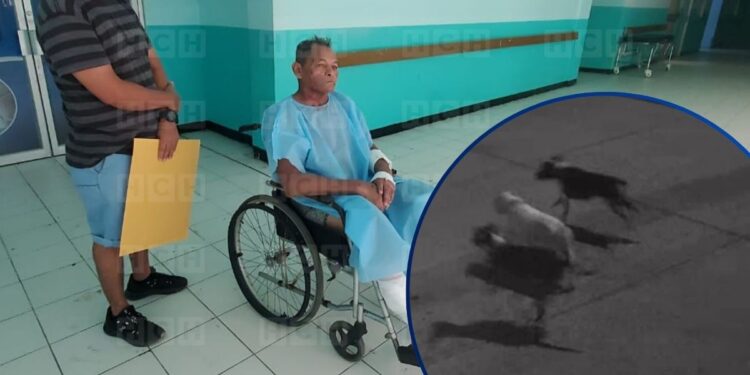 ¡Tres pitbulls casi lo matan! Ceibeño narra a HCH cómo sobrevivió al feroz ataque: “Me engañaron porque movieron la cola”