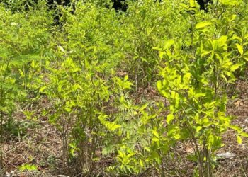 ¡No se detiene la siembra! Aseguran 16,500 arbustos de coca en Iriona, Colón