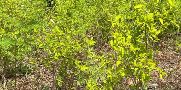 ¡No se detiene la siembra! Aseguran 16,500 arbustos de coca en Iriona, Colón