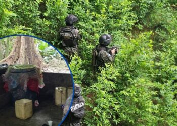 ¡El cultivo no se detiene! Aseguran otros 55 mil arbustos de coca en Colón