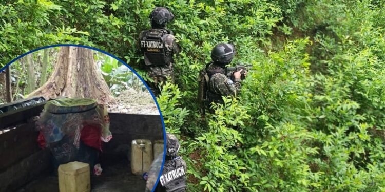 ¡El cultivo no se detiene! Aseguran otros 55 mil arbustos de coca en Colón