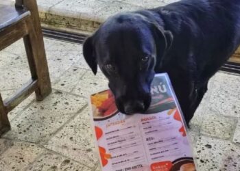 Un mesero de cuatro patas… perrito sorprende llevando el menú hasta la mesa en Valle de Ángeles