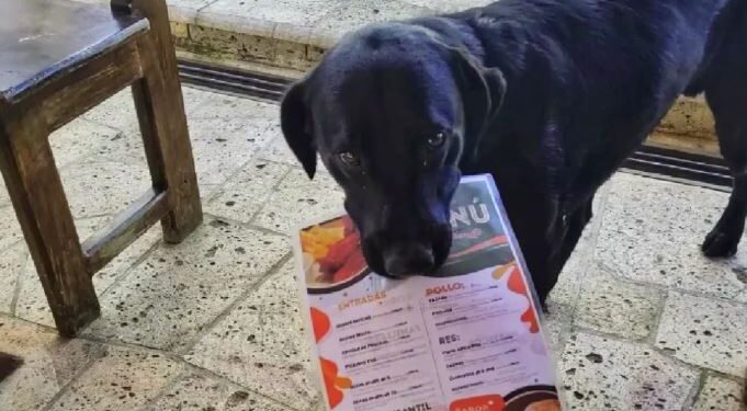 Un mesero de cuatro patas… perrito sorprende llevando el menú hasta la mesa en Valle de Ángeles