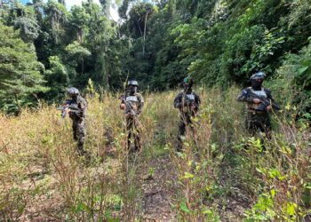 ¡Cosecha no se detiene! Aseguran 11 mil arbustos de coca en zona montañosa de Colón
