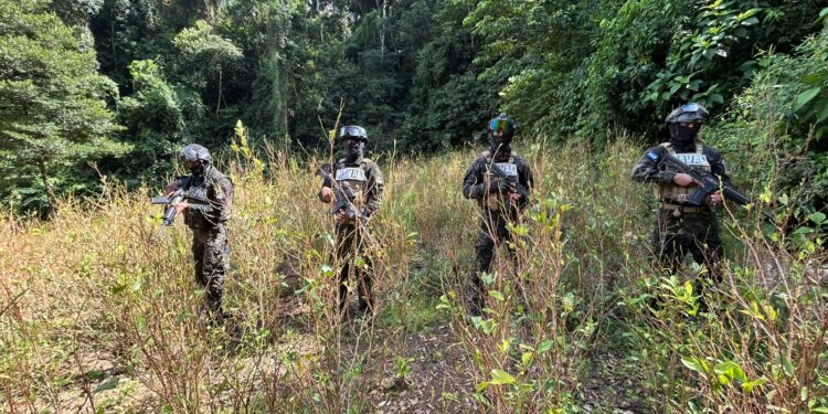¡Cosecha no se detiene! Aseguran 11 mil arbustos de coca en zona montañosa de Colón